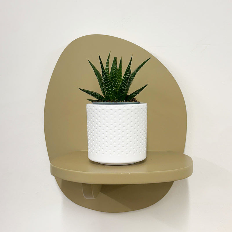 Mini Haworthia & Pot