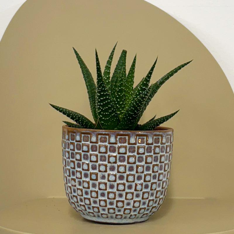 Mini Haworthia & Pot