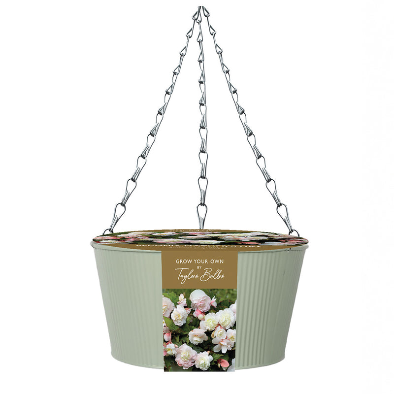 Outdoor Hanging Mother's Day Begonia