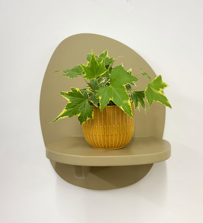 Mini English Ivy & Pot