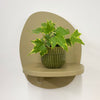 Mini English Ivy & Pot