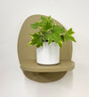 Mini English Ivy & Pot