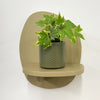 Mini English Ivy & Pot