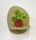 Pink Pot