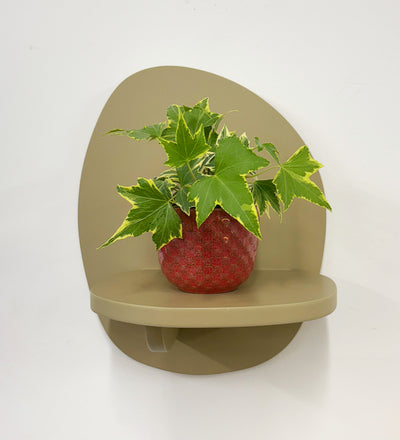 Mini English Ivy & Pot