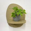 Mini English Ivy & Pot