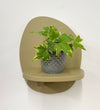 Mini English Ivy & Pot