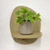 Mini English Ivy & Pot