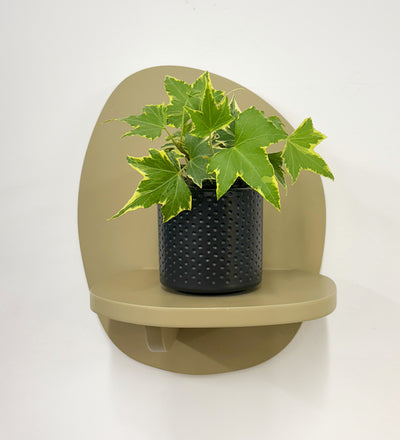 Mini English Ivy & Pot