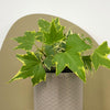 Mini English Ivy & Pot