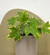 Mini English Ivy & Pot