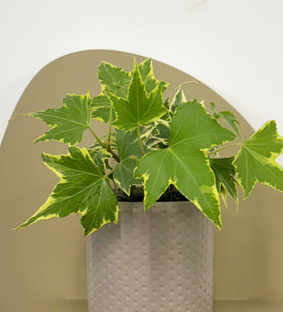 Mini English Ivy & Pot