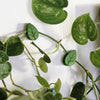 Climbing Plant Clips