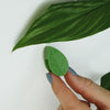 Climbing Plant Clips