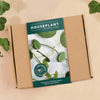 Climbing Plant Clips