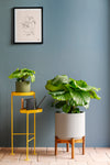 Calathea Orbifolia & Basket
