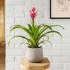 Pet Friendly Houseplant Subscription
