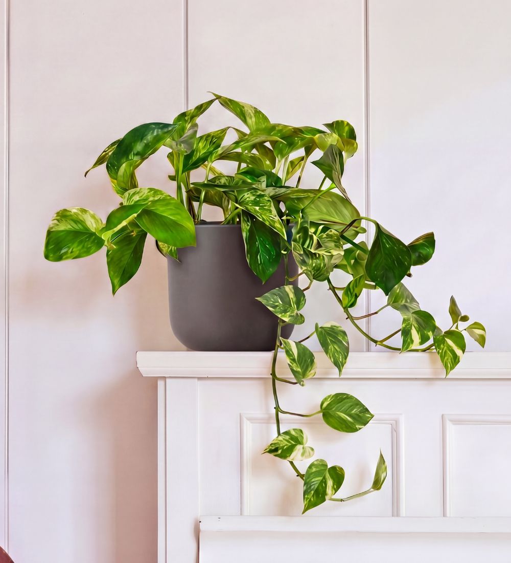 Devil's Ivy