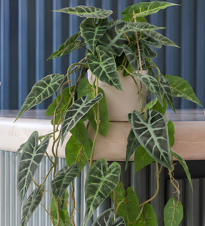 Artificial Trailing Alocasia Polly