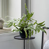 Hanging Bluestar Fern