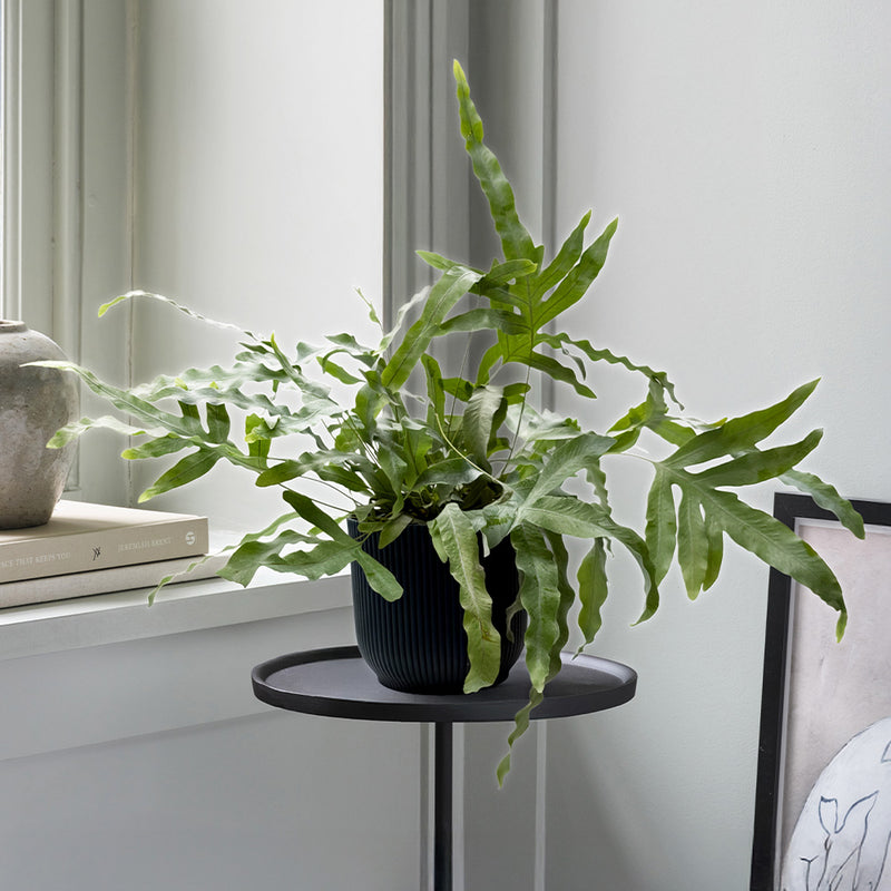 Hanging Bluestar Fern
