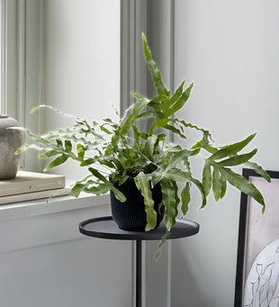 Hanging Bluestar Fern