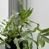 Hanging Bluestar Fern