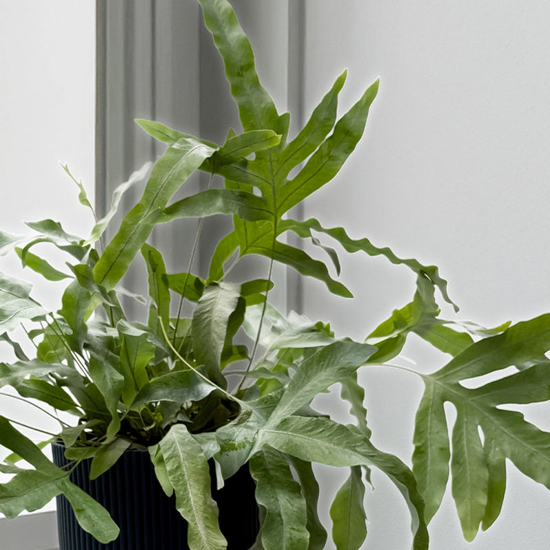 Hanging Bluestar Fern