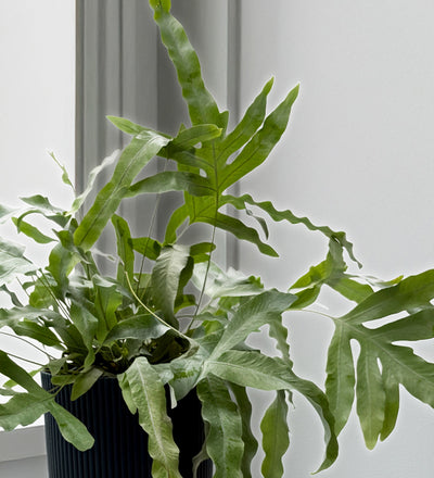 Hanging Bluestar Fern