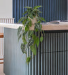 Artificial Trailing Alocasia Polly