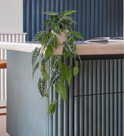 Artificial Trailing Alocasia Polly