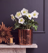 Hellebore in Bronze Pot