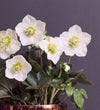 Hellebore in Bronze Pot