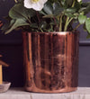 Hellebore in Bronze Pot