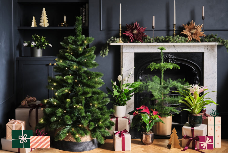Grow a Little Magic This Christmas