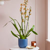 Honey Bee Orchid & Pot