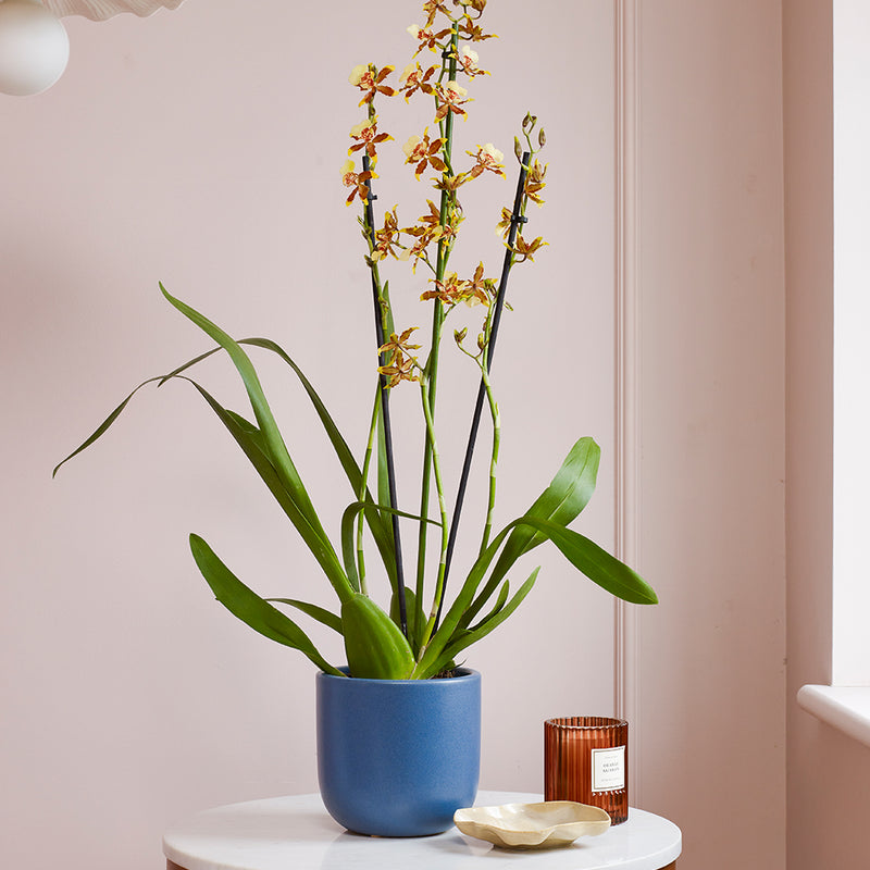 Honey Bee Orchid & Pot