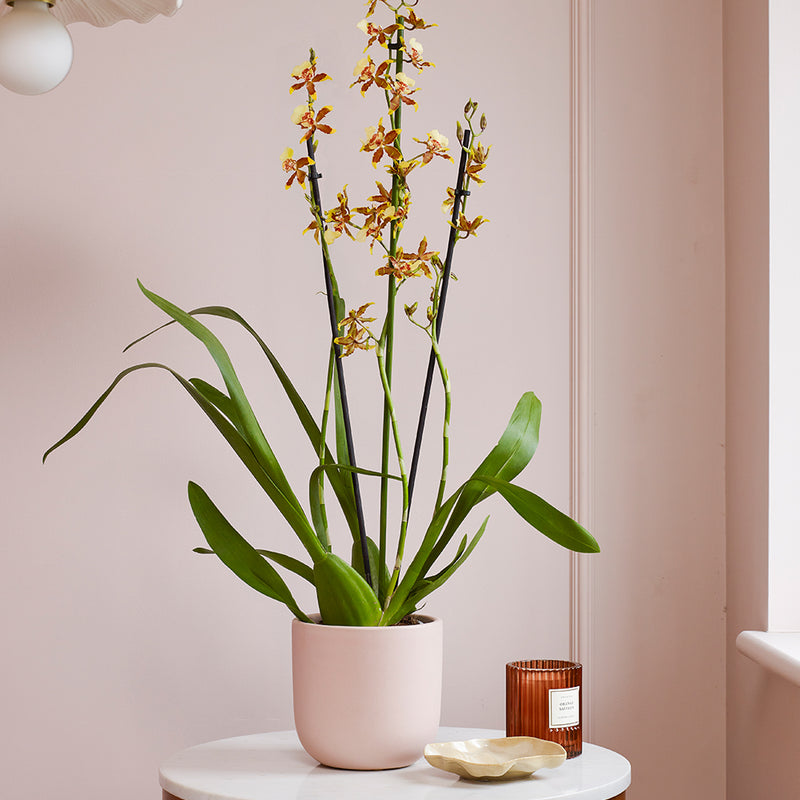 Honey Bee Orchid & Pot