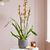 Honey Bee Orchid & Pot