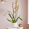 Honey Bee Orchid & Pot