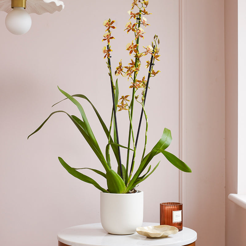 Honey Bee Orchid & Pot