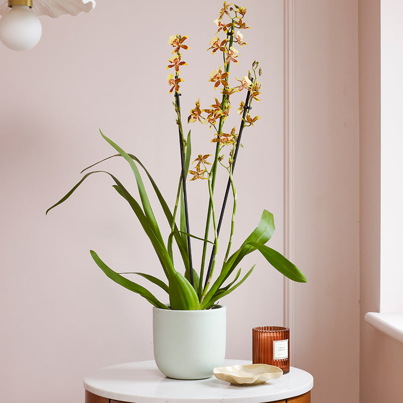 Honey Bee Orchid & Pot
