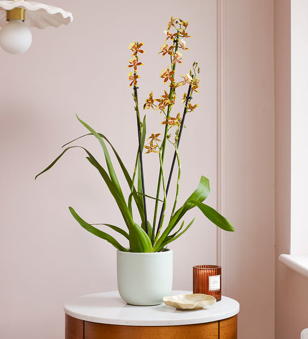 Honey Bee Orchid & Pot