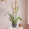 Honey Bee Orchid & Pot