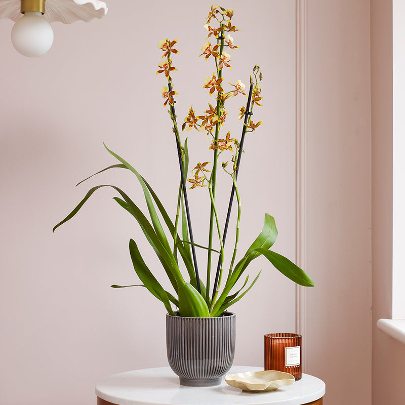 Honey Bee Orchid & Pot