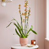 Honey Bee Orchid & Pot