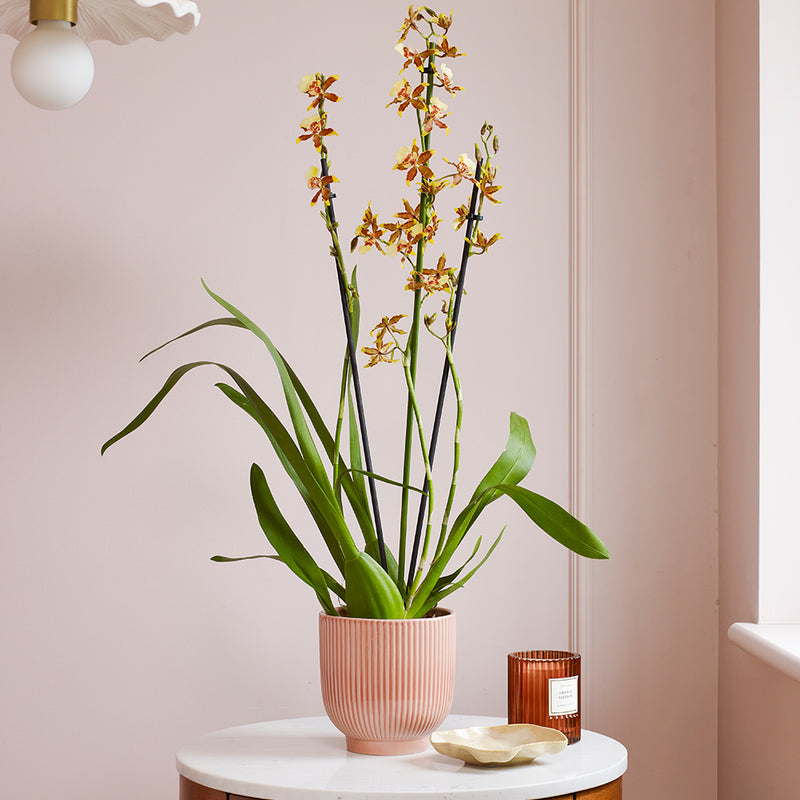 Honey Bee Orchid & Pot