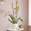 Honey Bee Orchid & Pot
