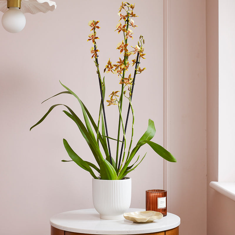 Honey Bee Orchid & Pot