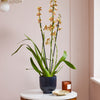 Honey Bee Orchid & Pot